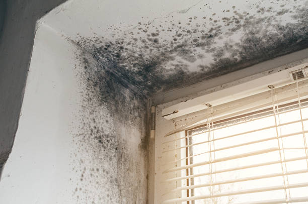 Affordable Basement Mold Removal solutions in Port Reading, NJ