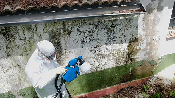 Top rated local Basement Mold Removal specialists in Port Reading, NJ